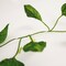 Perfect Holiday Decorative IVY String Lights Battery Operated